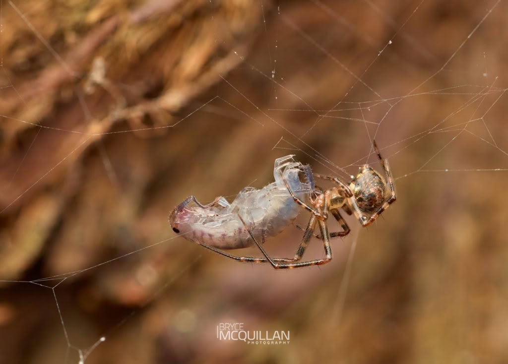 Cryptachaea veruculata, Theridiidae, photographed in New Zealand by Bryce McQuillan