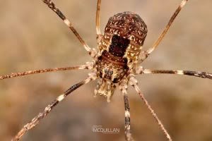 Puwere pureora, Neopilionidae, photographed in New Zealand by Bryce McQuillan