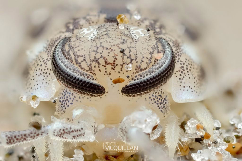 Scyphax ornatus, Scyphacidae, photographed in New Zealand by Bryce McQuillan