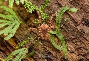 Triregia spp, Triaenonychidae, photographed in New Zealand by Bryce McQuillan