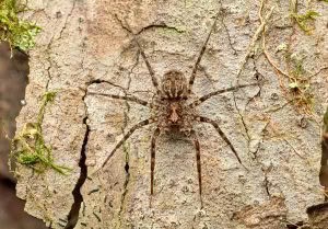 Cycloctenus sp, Cycloctenidae, photographed in New Zealand by Bryce McQuillan