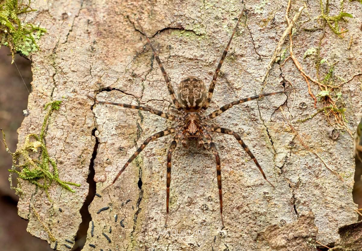 Cycloctenus sp, Cycloctenidae, photographed in New Zealand by Bryce McQuillan