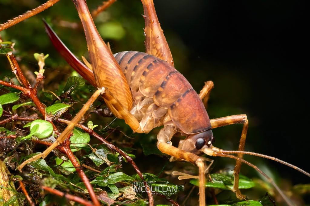 Pachyrhamma longipes, Rhaphidophoridae, photographed in New Zealand by Bryce McQuillan