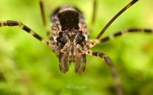 Triascutum triascutum, Neopilionidae, photographed in New Zealand by Bryce McQuillan