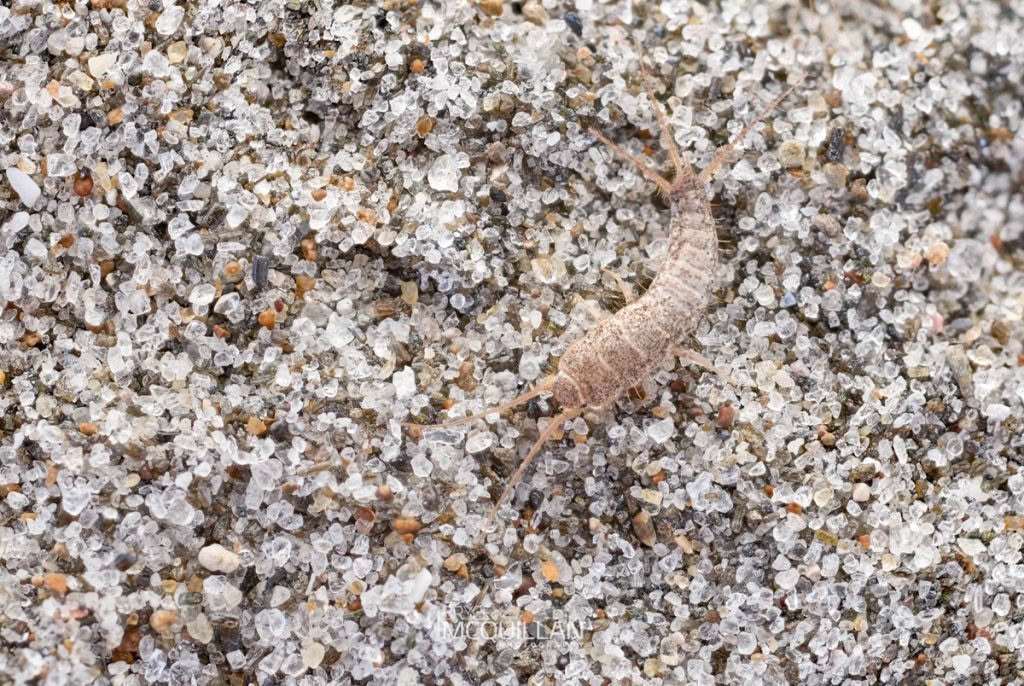 Common Silverfish (Lepisma saccharinum), Lepismatidae, photographed in New Zealand by Bryce McQuillan