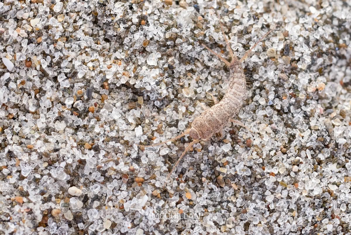 Common Silverfish (Lepisma saccharinum), Lepismatidae, photographed in New Zealand by Bryce McQuillan