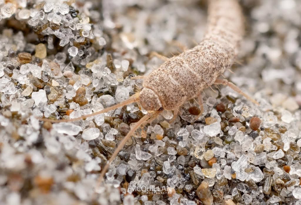 Common Silverfish (Lepisma saccharinum), Lepismatidae, photographed in New Zealand by Bryce McQuillan
