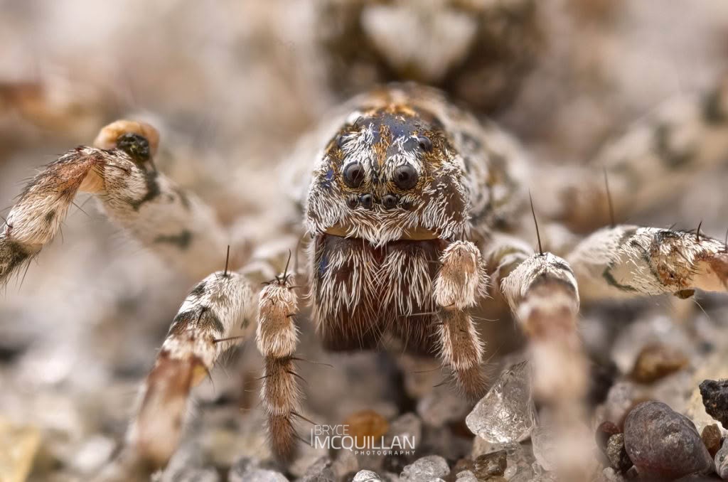Anoteropsis litoralis, Lycosidae, photographed in New Zealand by Bryce McQuillan