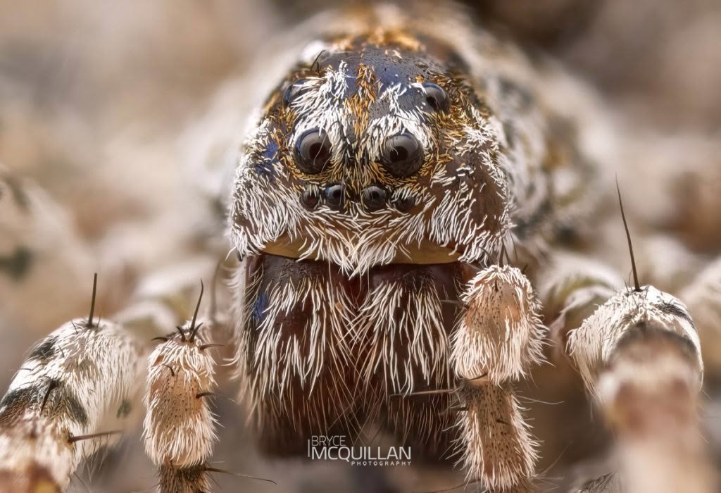 Anoteropsis litoralis, Lycosidae, photographed in New Zealand by Bryce McQuillan
