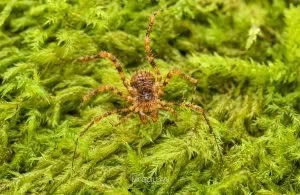 Triregia fairburni, Triaenonychidae, photographed in New Zealand by Bryce McQuillan