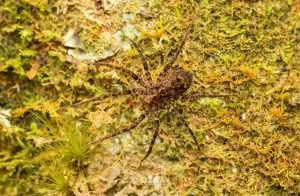 Cycloctenus sp, Cycloctenidae, photographed in New Zealand by Bryce McQuillan