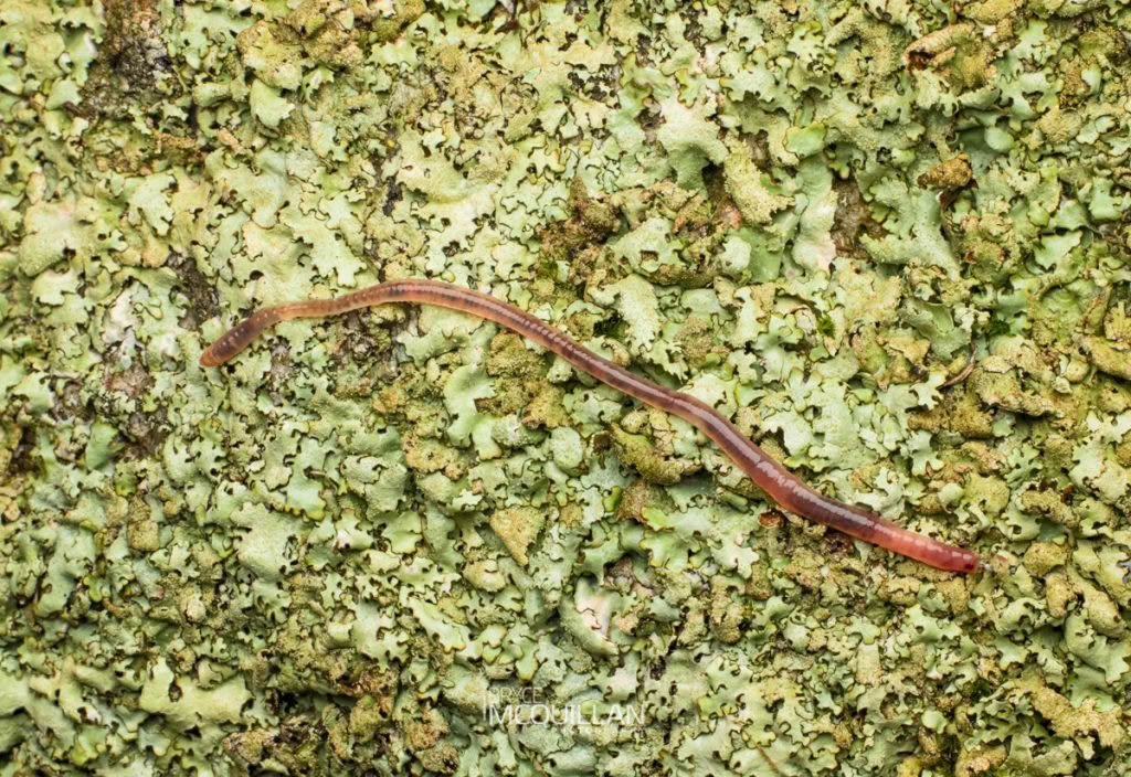 Earth worm, photographed in New Zealand by Bryce McQuillan