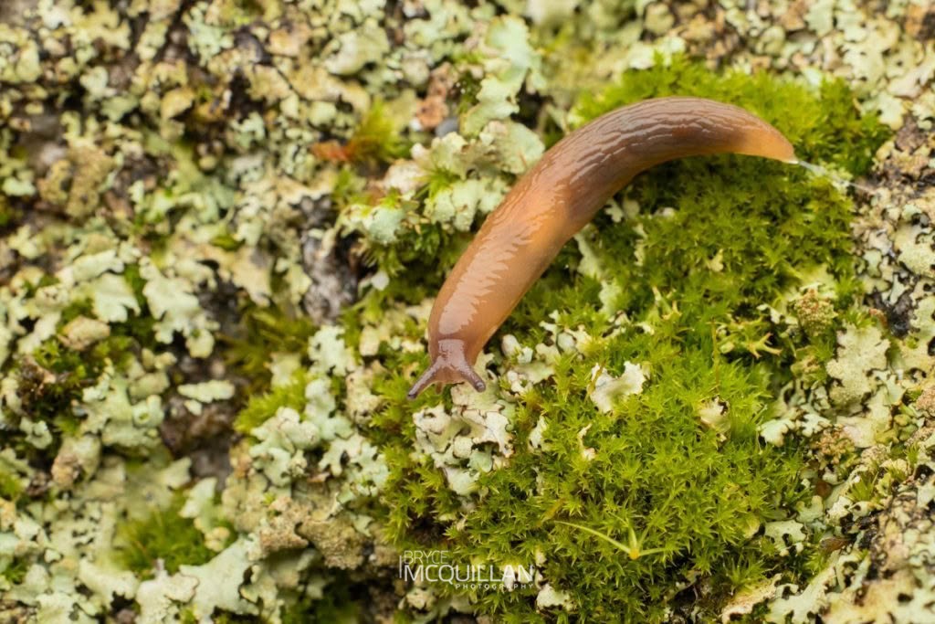 Slugs of, Athoracophoridae, photographed in New Zealand by Bryce McQuillan