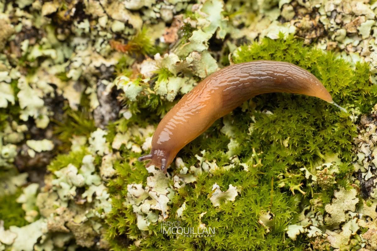 Slugs of, Athoracophoridae, photographed in New Zealand by Bryce McQuillan