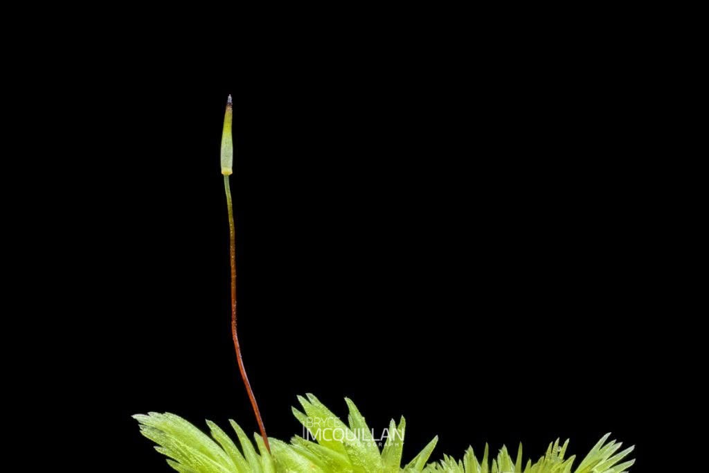 Milk moss (Leucobryum javense), Leucobryaceae, photographed in New Zealand by Bryce McQuillan