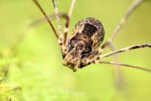 Puwere pureora, Neopilionidae, photographed in New Zealand by Bryce McQuillan