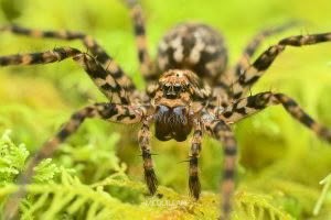 Cycloctenus sp, Cycloctenidae, photographed in New Zealand by Bryce McQuillan