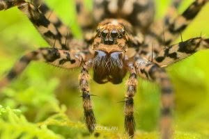 Cycloctenus sp, Cycloctenidae, photographed in New Zealand by Bryce McQuillan