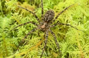 Cycloctenus sp, Cycloctenidae, photographed in New Zealand by Bryce McQuillan