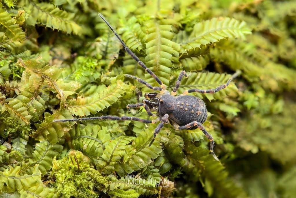Nuncia arcuata, Triaenonychidae, photographed in New Zealand by Bryce McQuillan
