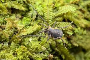 Nuncia arcuata, Triaenonychidae, photographed in New Zealand by Bryce McQuillan