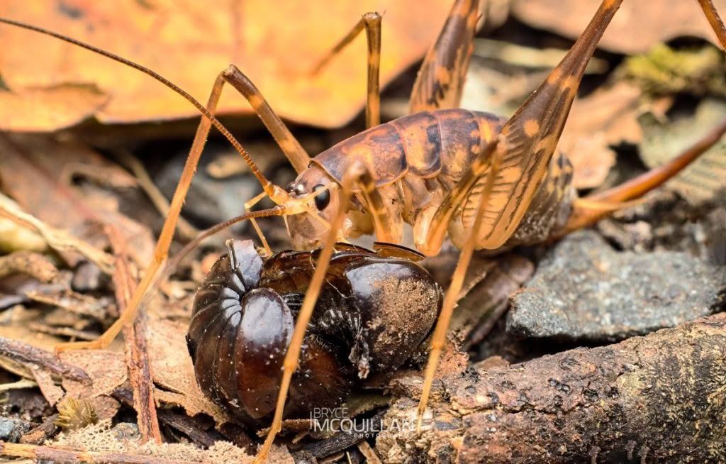 Pachyrhamma cavernae, Rhaphidophoridae, photographed in New Zealand by Bryce McQuillan