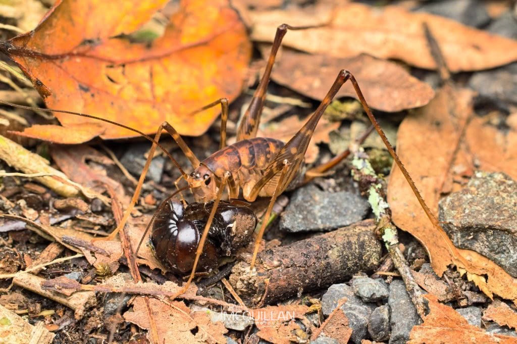 Pachyrhamma cavernae, Rhaphidophoridae, photographed in New Zealand by Bryce McQuillan