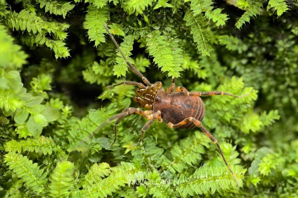 Nuncia spp, Triaenonychidae, photographed in New Zealand by Bryce McQuillan