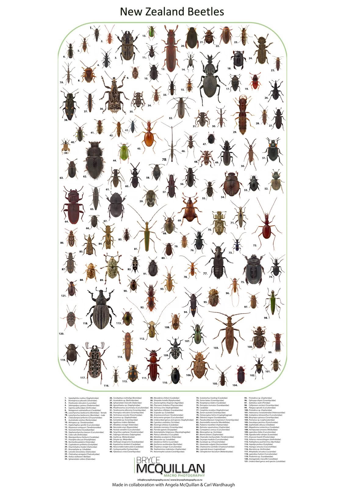 New Zealand Beetles identification poster by Bryce McQuillan