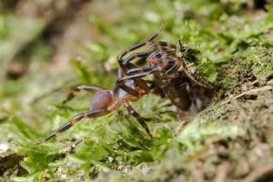 Migas spp, Migidae, photographed in New Zealand by Bryce McQuillan