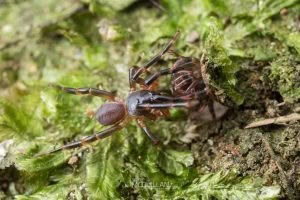 Migas spp, Migidae, photographed in New Zealand by Bryce McQuillan