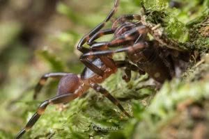 Migas spp, Migidae, photographed in New Zealand by Bryce McQuillan