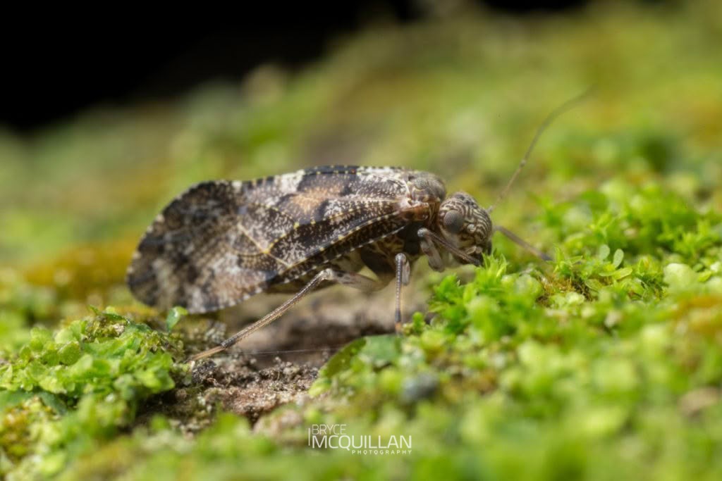 Nimbopsocus australis, Myopsocidae, photographed in New Zealand by Bryce McQuillan