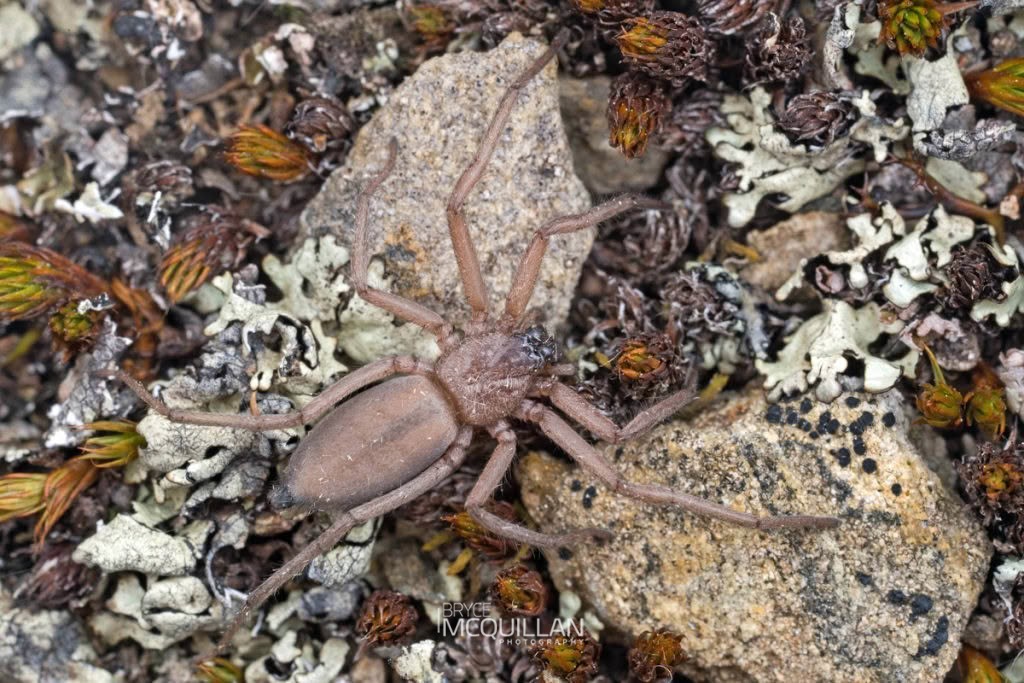 Hemicloea rogenhoferi, Trochanteriidae, photographed in New Zealand by Bryce McQuillan