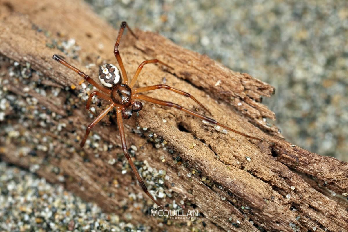 Square-ended Crab Spider (Sidymella angularis), Thomisidae, photographed in New Zealand by Bryce McQuillan