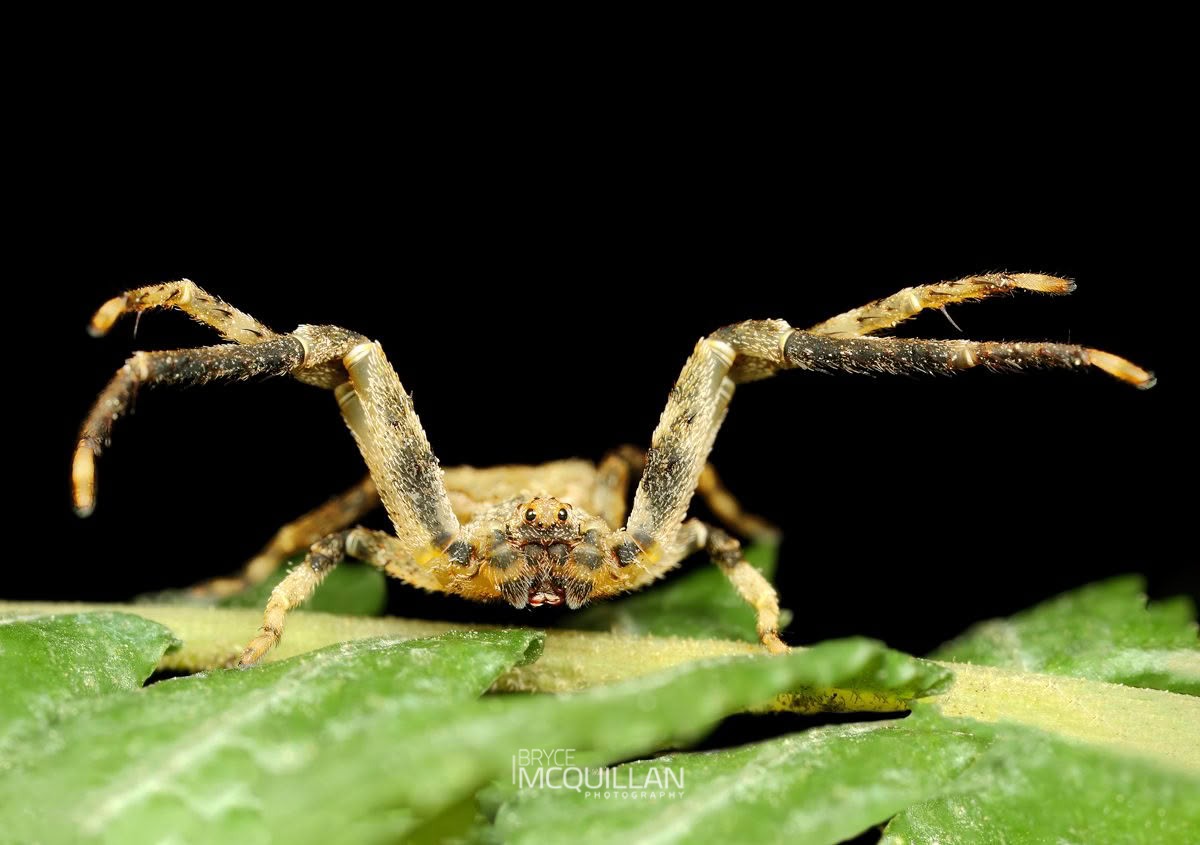 Square-ended Crab Spider (Sidymella angularis), Thomisidae, photographed in New Zealand by Bryce McQuillan