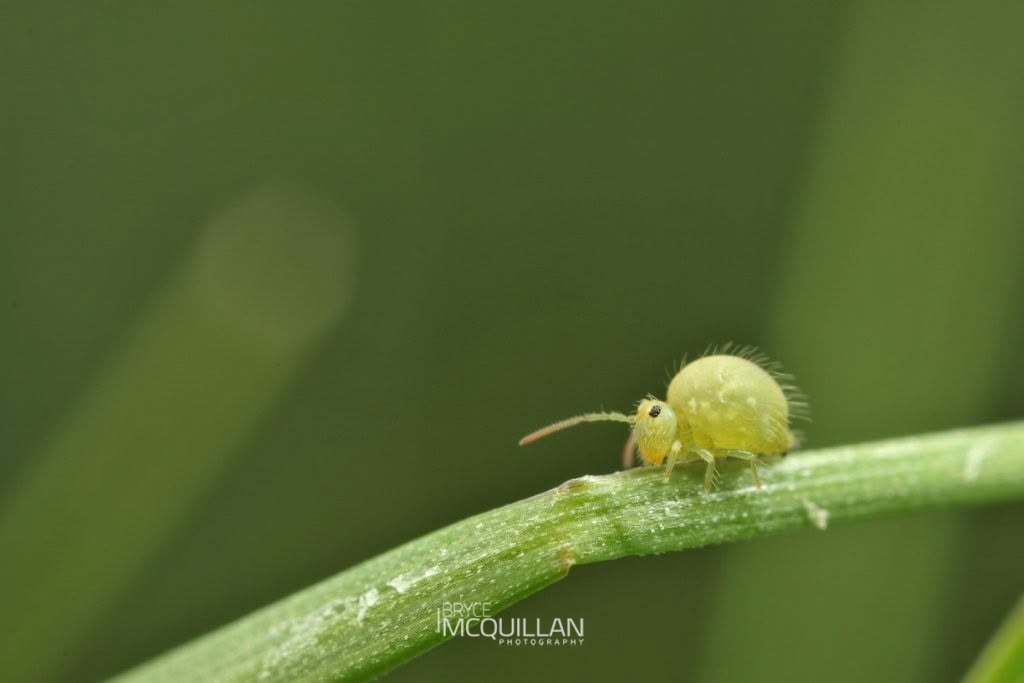 Globular springtails, photographed in New Zealand by Bryce McQuillan