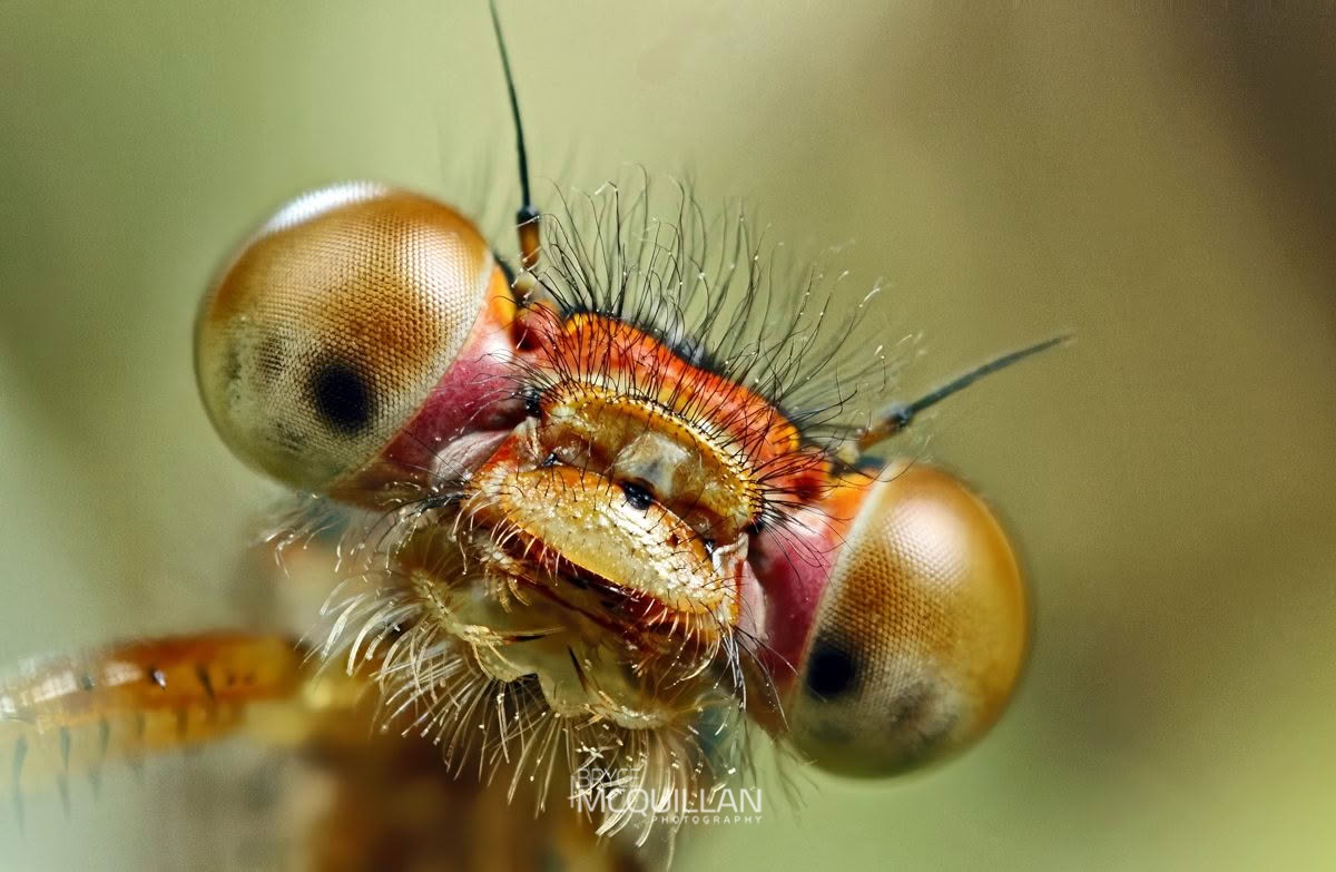 Red Damselfly (Xanthocnemis zealandica), Coenagrionidae, photographed in New Zealand by Bryce McQuillan