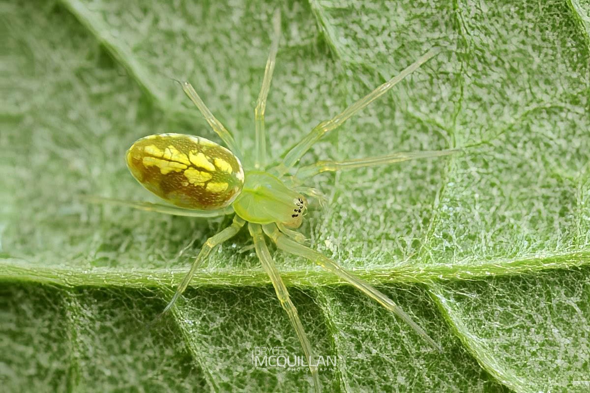 (Custom) (Paradictyna sp), Dictynidae, photographed in New Zealand by Bryce McQuillan