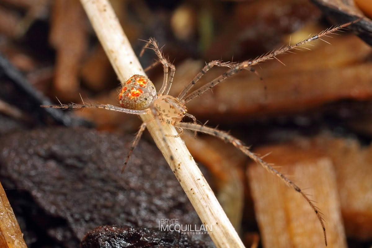 Australomimetus sp, Mimetidae, photographed in New Zealand by Bryce McQuillan