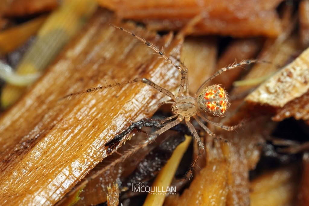 Australomimetus sp, Mimetidae, photographed in New Zealand by Bryce McQuillan