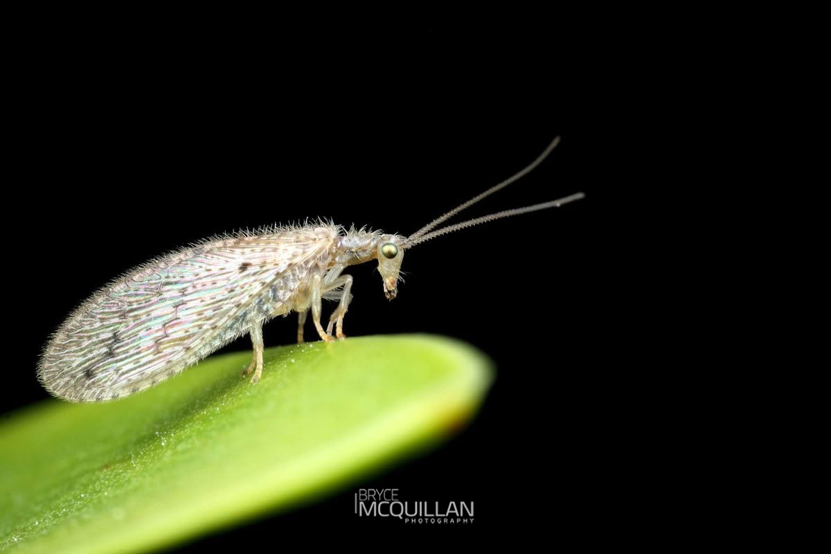 Tasmanian Lacewing (Micromus tasmaniae), Hemerobiidae, photographed in New Zealand by Bryce McQuillan