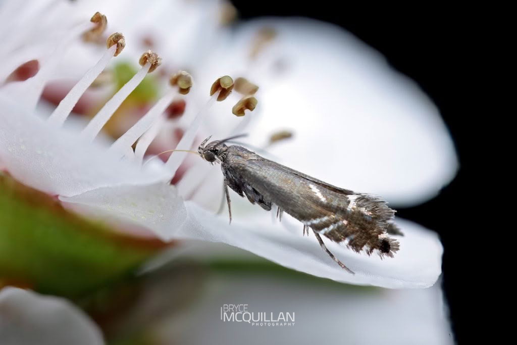 Glyphipterix iocheaera, Glyphipterigidae, photographed in New Zealand by Bryce McQuillan