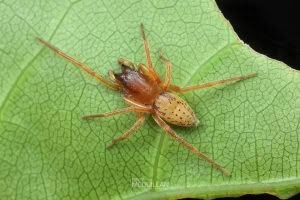 Clubiona spp, Clubionidae, photographed in New Zealand by Bryce McQuillan