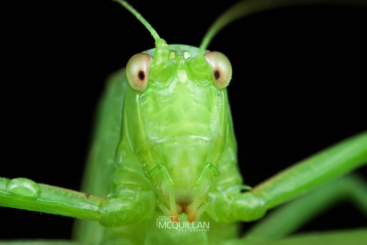 Common Garden Katydid (Caedicia simplex), Tettigoniidae, photographed in New Zealand by Bryce McQuillan