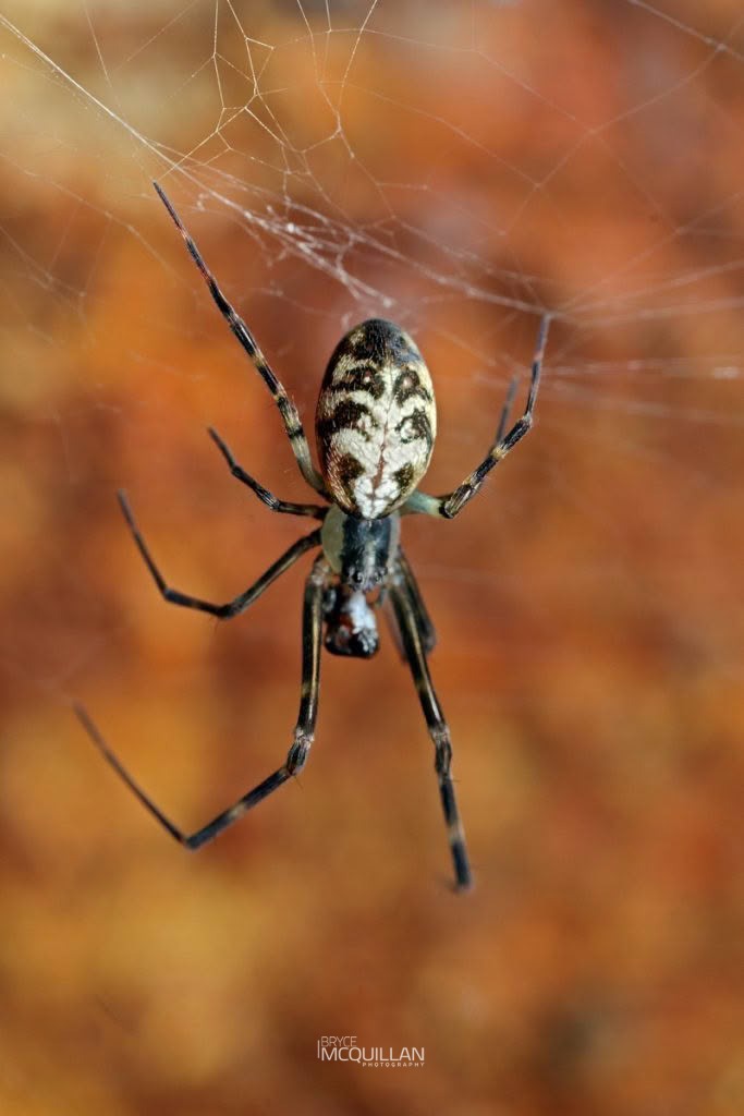 Waitkera waitakerensis, Uloboridae, photographed in New Zealand by Bryce McQuillan