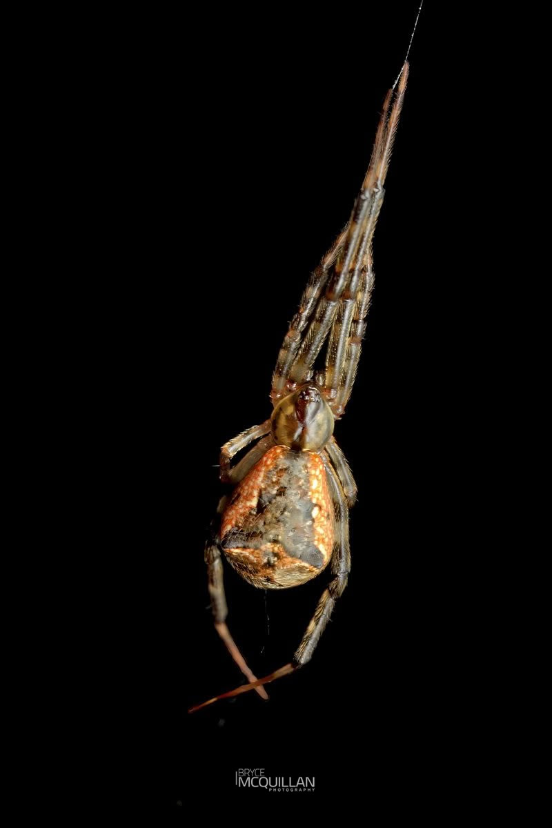Episinus spp, Theridiidae, photographed in New Zealand by Bryce McQuillan