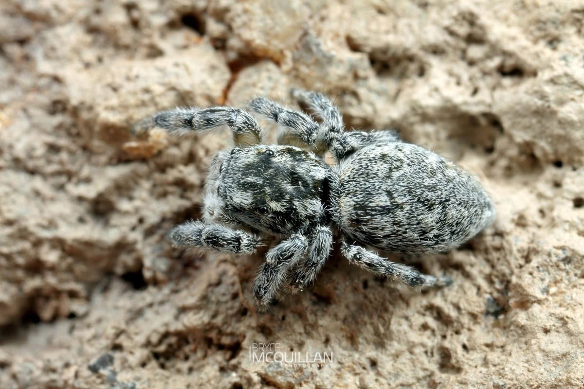 Ourea kohatu, Salticidae, photographed in New Zealand by Bryce McQuillan