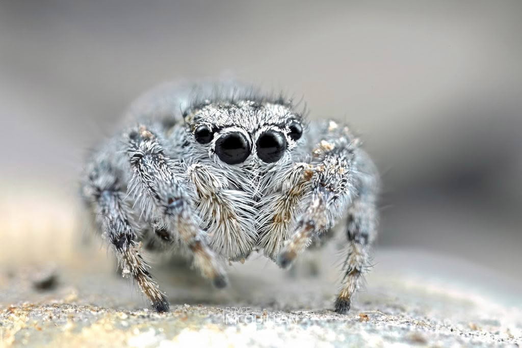 Ourea kohatu, Salticidae, photographed in New Zealand by Bryce McQuillan