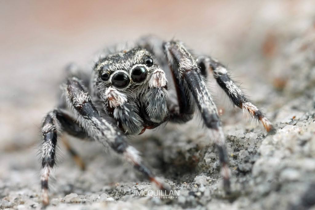 Ourea kohatu, Salticidae, photographed in New Zealand by Bryce McQuillan